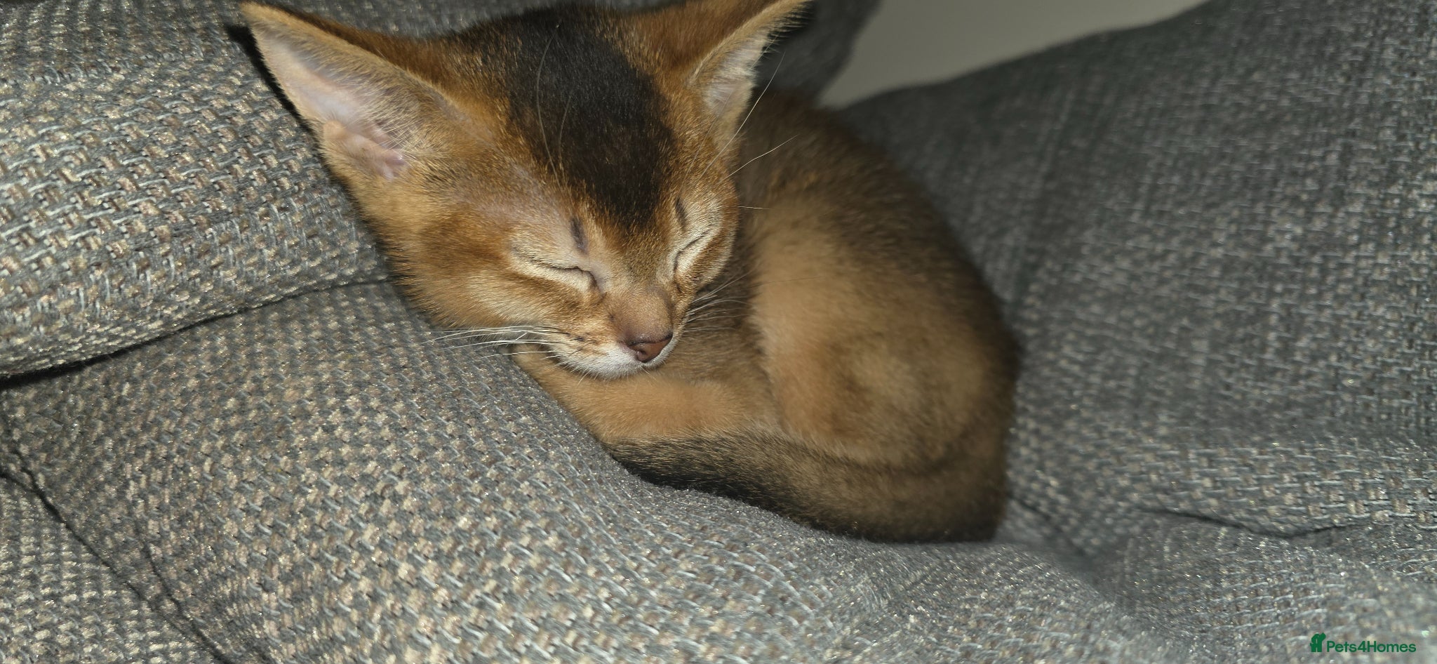 Abyssinian cats Abyssinian male Kitten for Sale - Advert 4