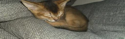 Abyssinian cats for sale: Abyssinian male Kitten for Sale in Tayport - Advert 1