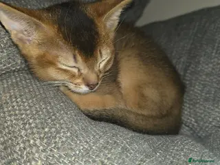 Abyssinian cats Abyssinian male Kitten for Sale - Advert 1