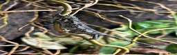 Chameleon reptiles for sale: Jackson Chameleons - Advert 3