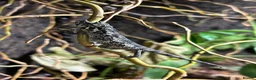Chameleon reptiles for sale: Jackson Chameleons - Advert 3