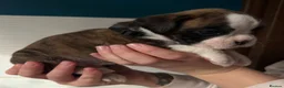 Boxer dogs for sale: Beautiful Boxers - Advert 11