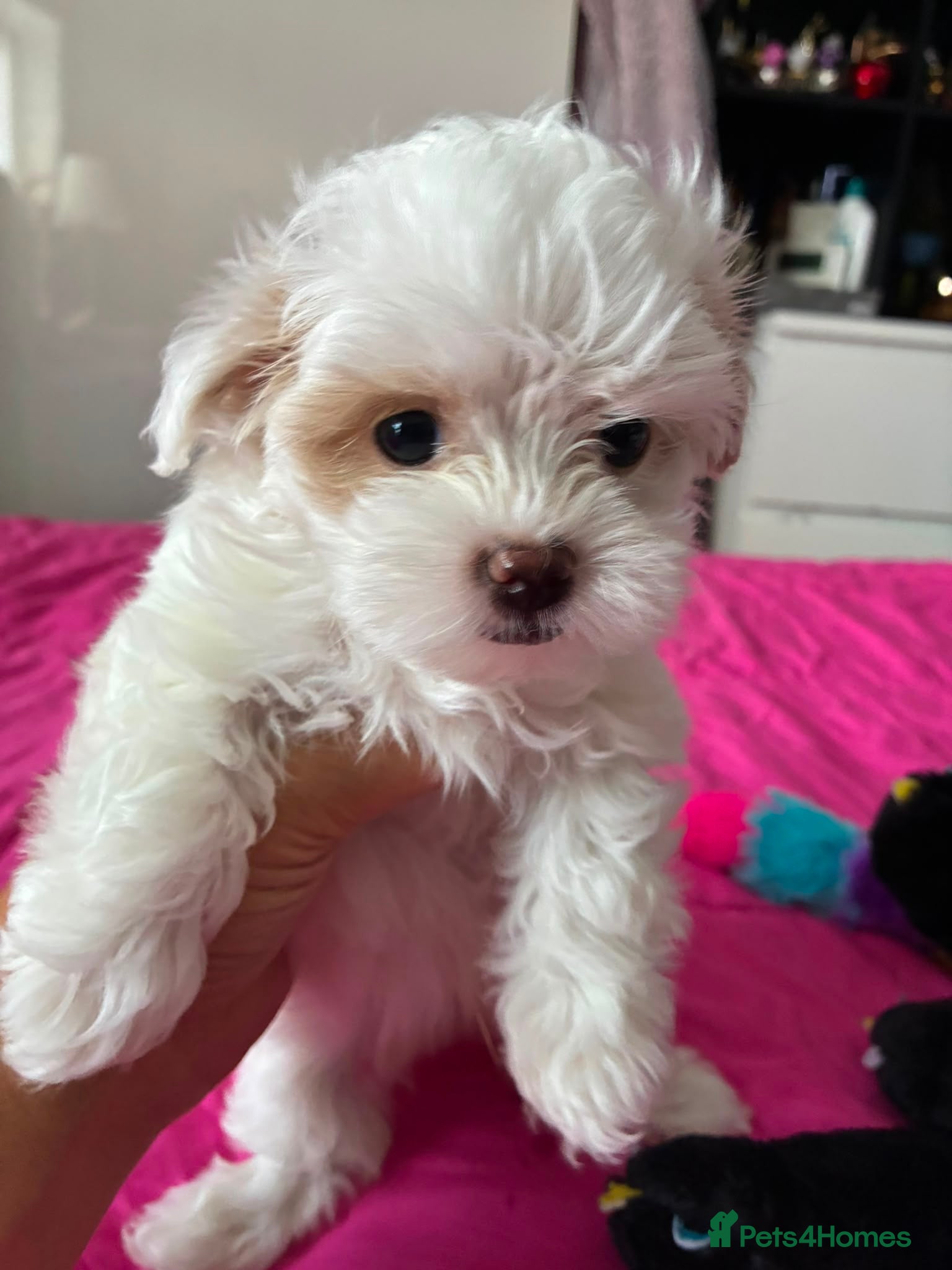 Maltipoo dogs Maltipoo F2 READY TO GO‼️❌❌Small  - Advert 2