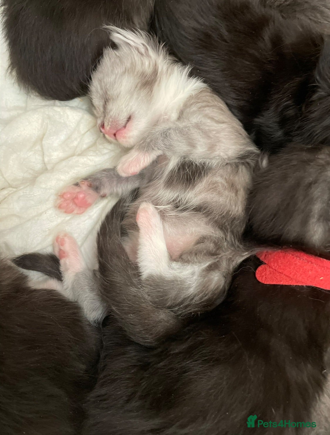 Maine Coon cats Beautiful Maine Coon kittens - Advert 1