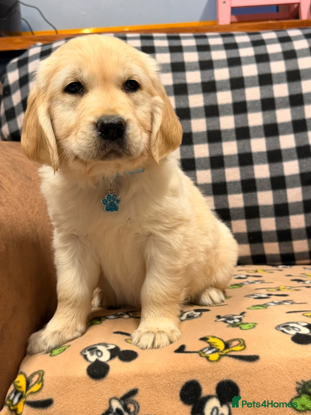 Golden Retriever dogs for sale: 🐶Fluffy bears looking for forever home💕💕 ! - Advert 10