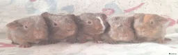 Guinea Pig rodents for sale: MEADOW SIDE CAVIES BABY GUINEA PIGS HEREFORDSHIRE  - Advert 7