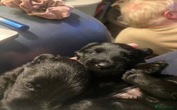 Scottish Terrier dogs for sale: Scottish terriers puppies - Advert 8