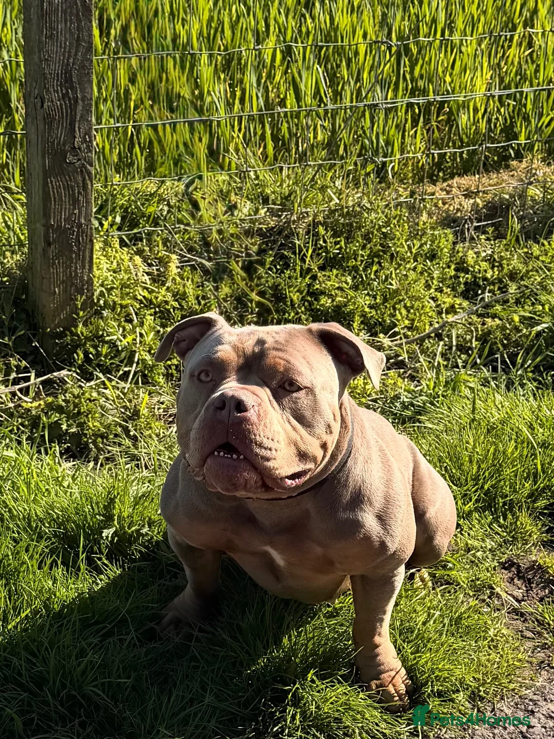 American Bully dogs for sale: Top quality pocket bully pups for sale.  - Advert 14