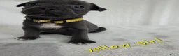 Staffordshire Bull Terrier dogs for sale: Beautiful Blue Staffies ❤️🙌 - Advert 3
