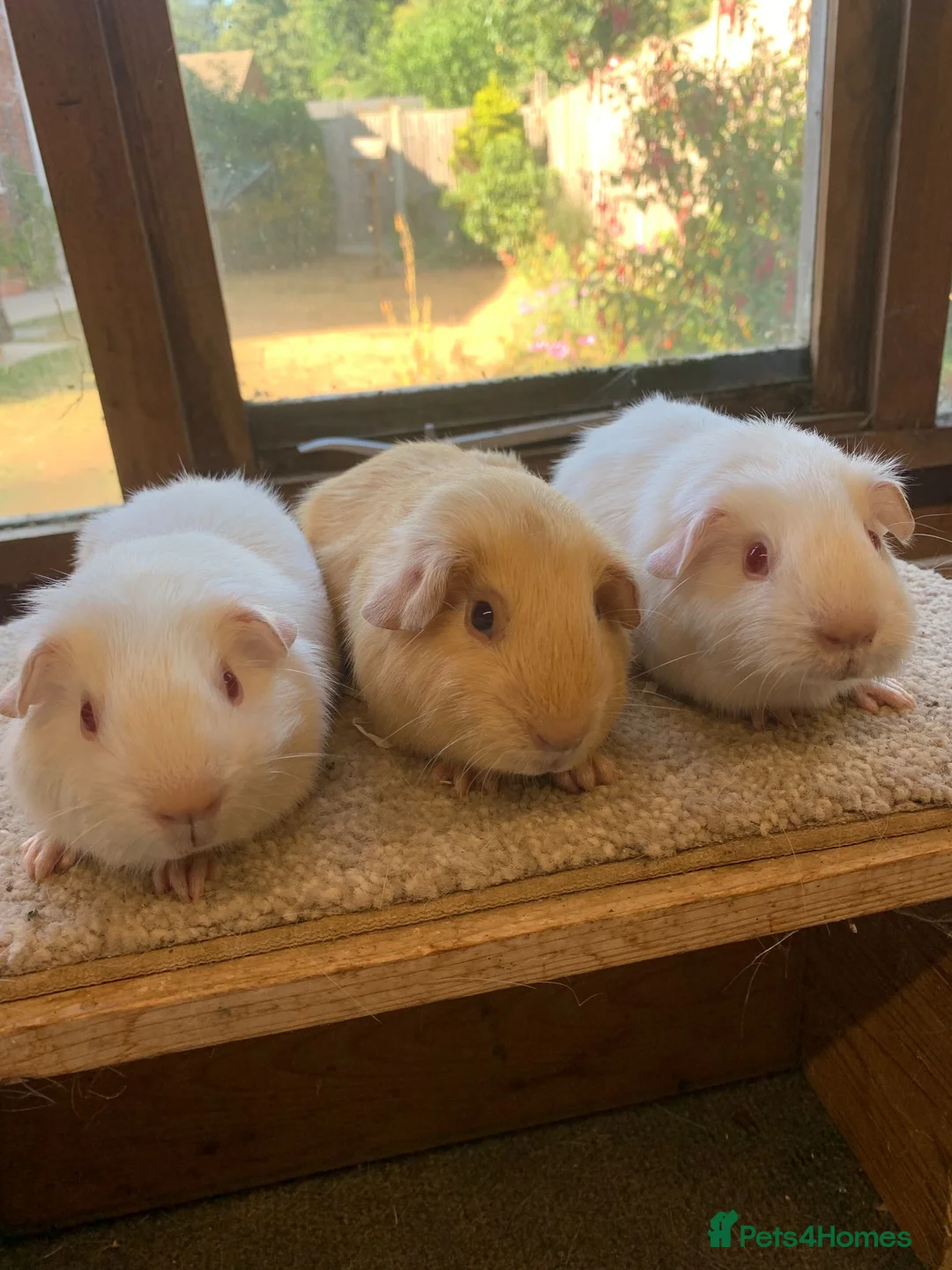 Guinea Pig rodents for sale: Sweet Short Haired Baby Guinea Pig Boars - Advert 2