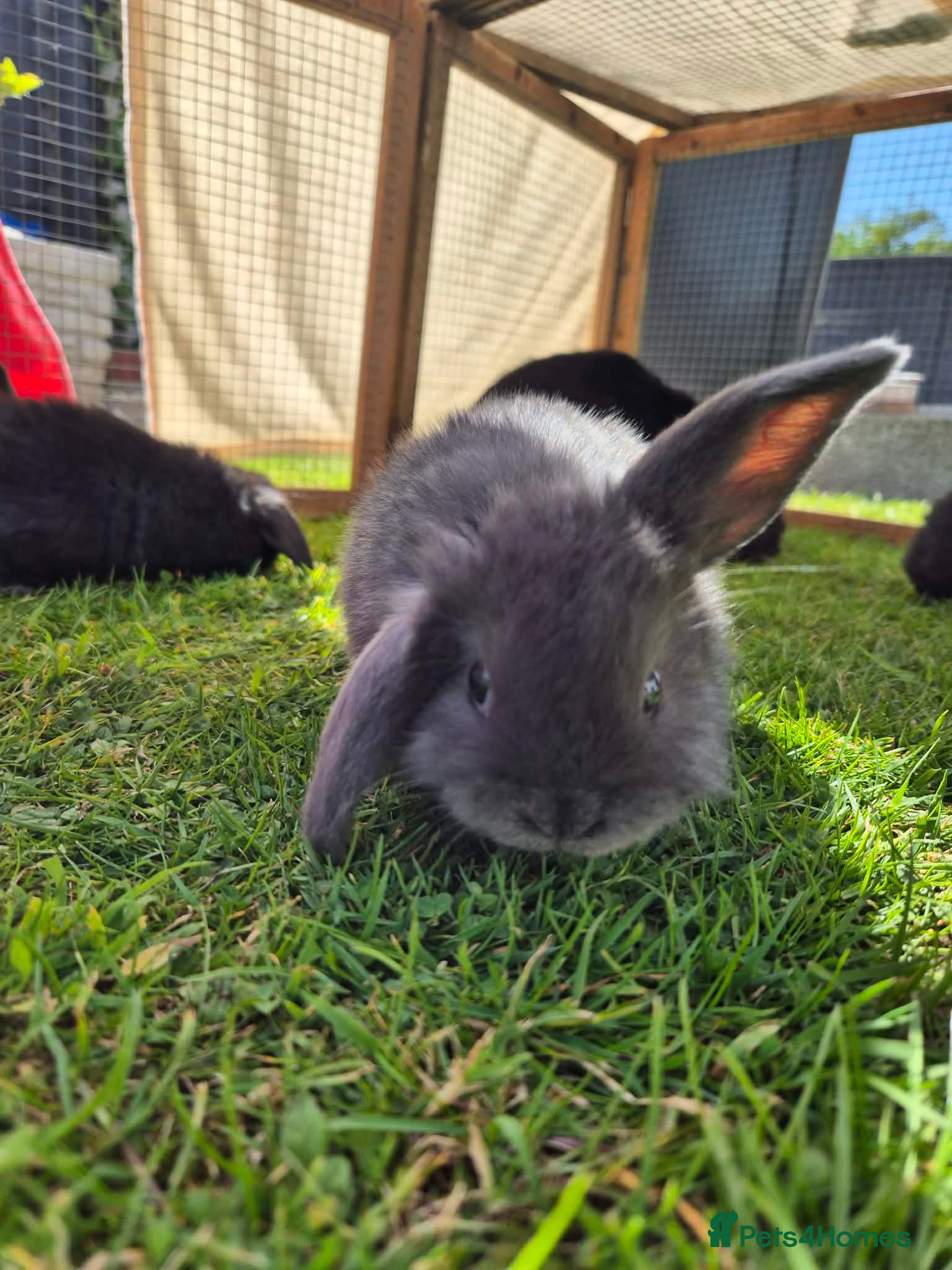 Mini Lop rabbits Beautiful Mini lop bunnies  - Advert 2