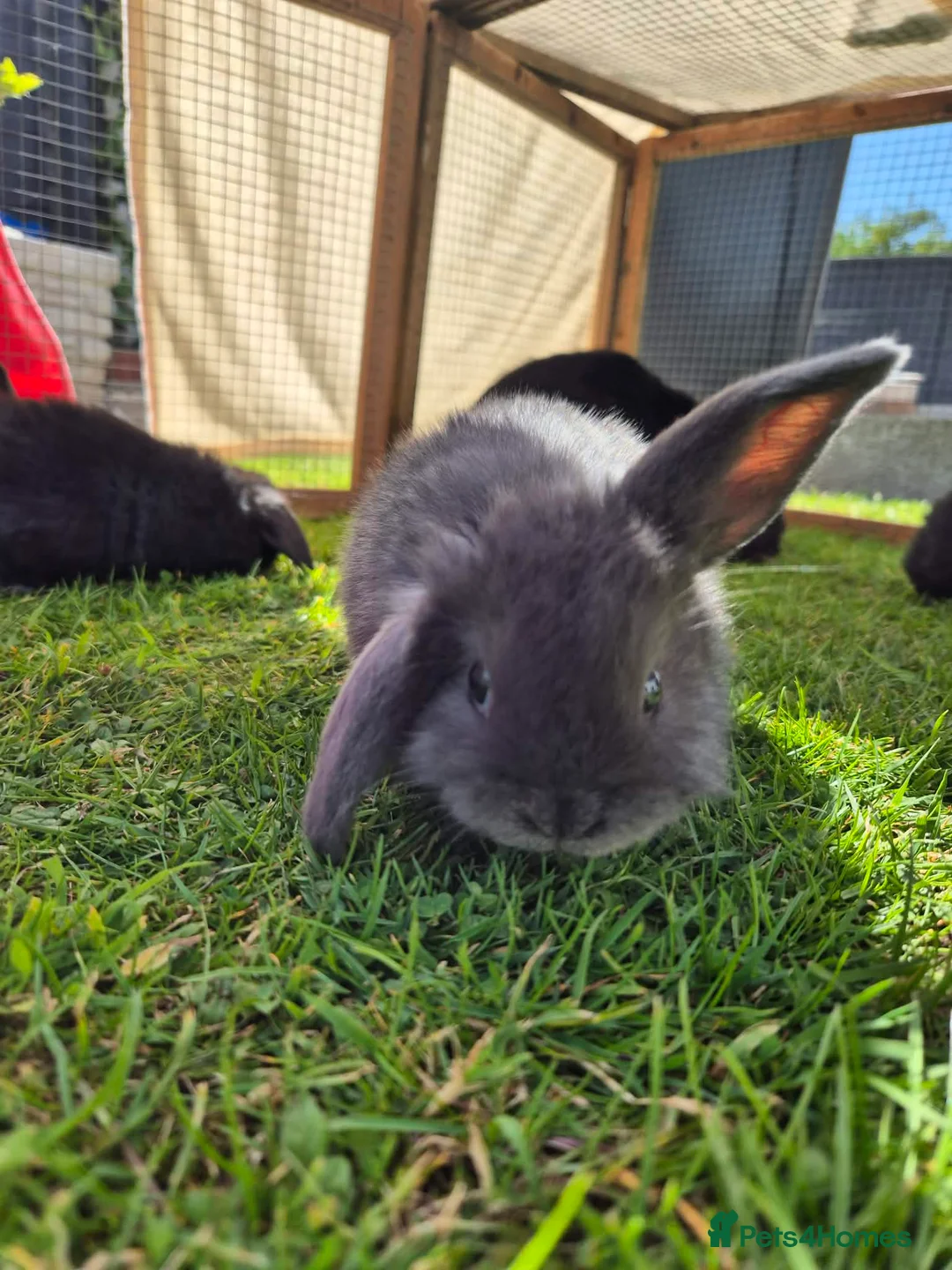 Mini Lop rabbits for sale: Beautiful Mini lop bunnies  - Advert 1