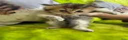 British Longhair cats for sale: British Longhair Kittens in London - Advert 21