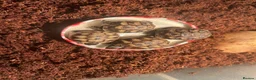Hermann Tortoise reptiles for sale: 2026 Hermann’s Hatchling Tortoise - Advert 4