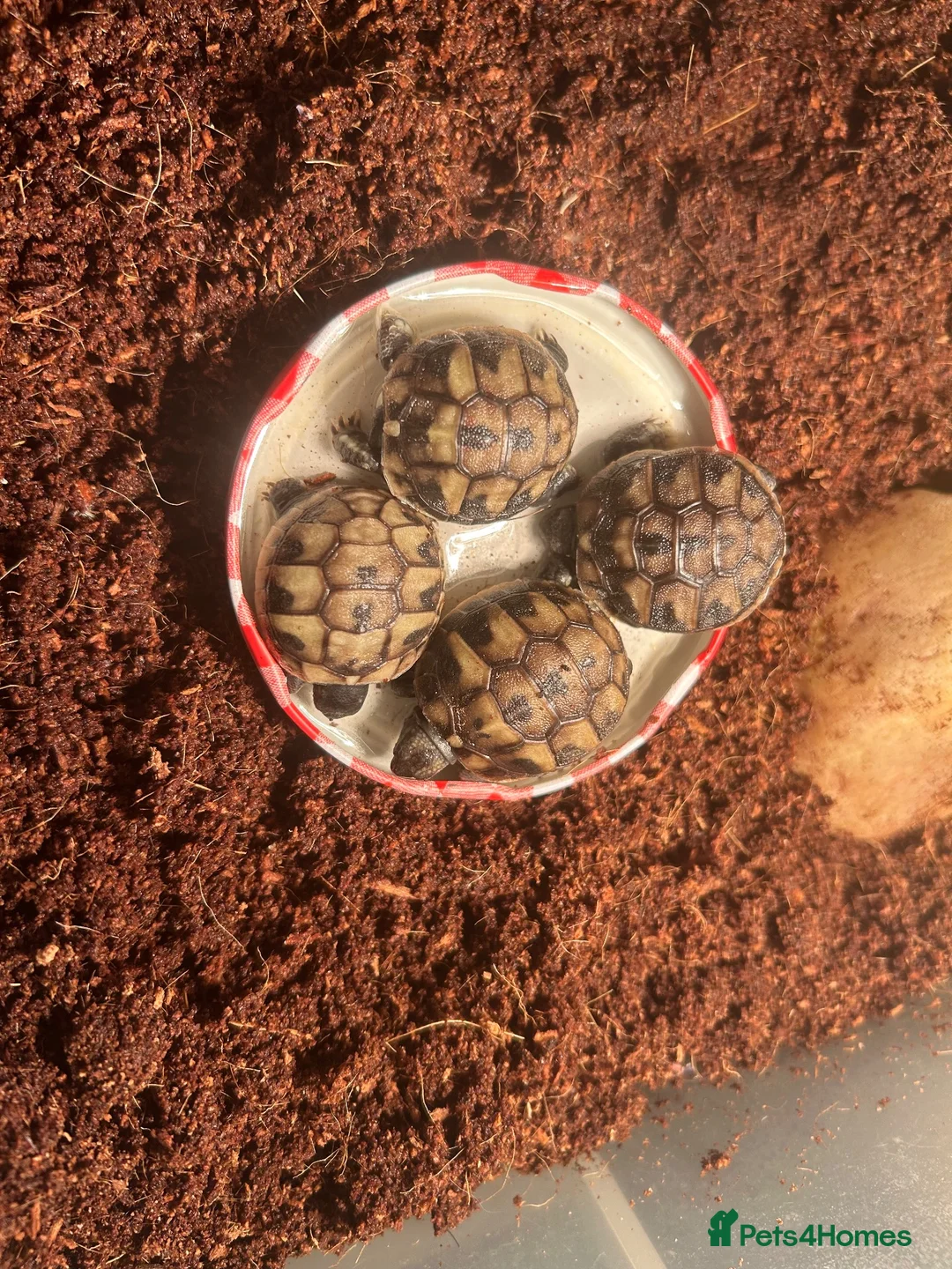 Hermann Tortoise reptiles for sale: 2026 Hermann’s Hatchling Tortoise - Advert 4