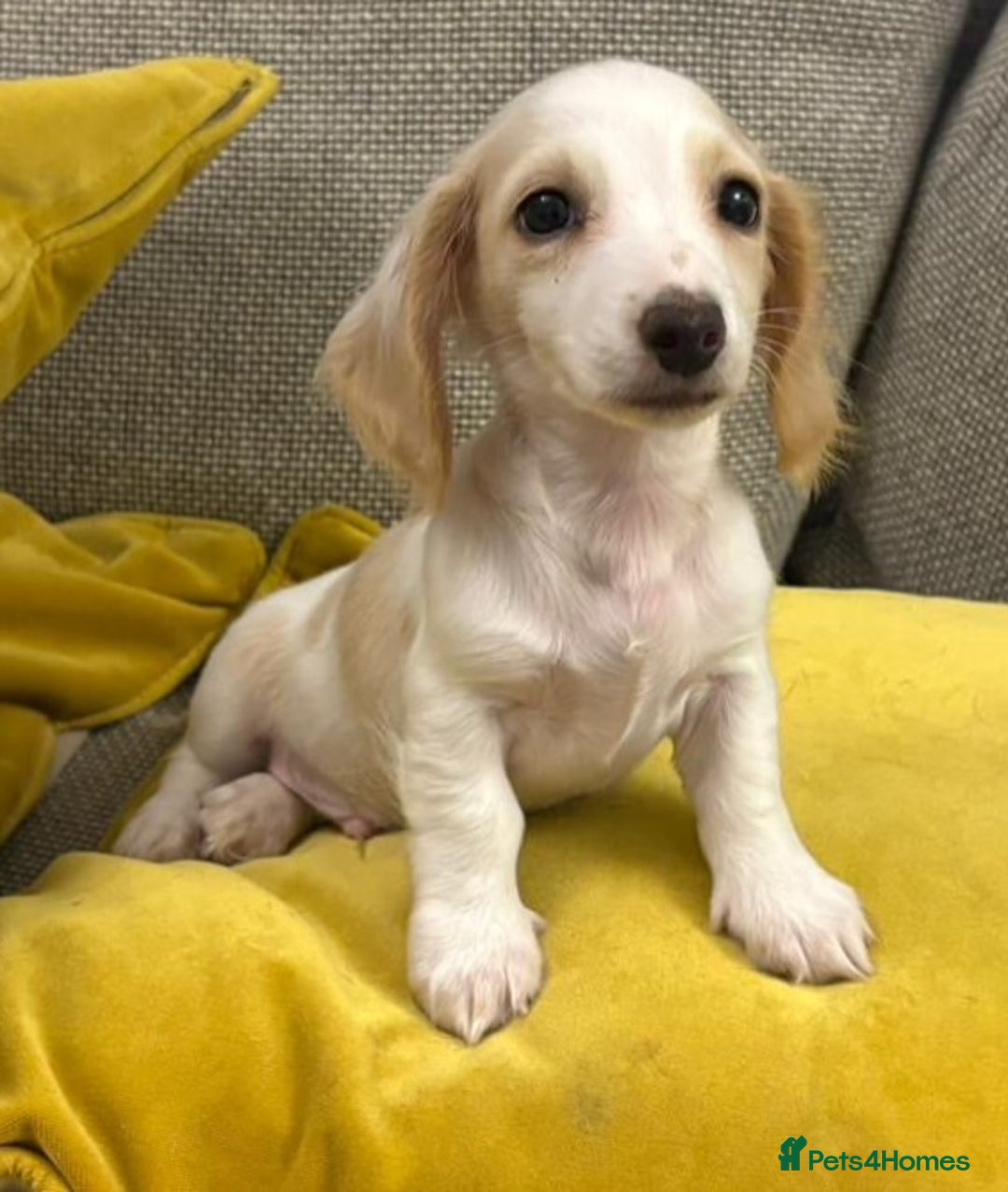 Miniature Dachshund dogs for sale: ** 1 LITTLE BOY LEFT **Longhaired dachshund pups  - Advert 2