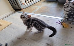 British Shorthair cats for sale: Ready to collect, British Shorthair Silver Tabby in Rochester - Image 11