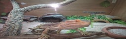 Bearded Dragon reptiles for sale: Bearded dragon with full vivarium set-up  - Advert 4