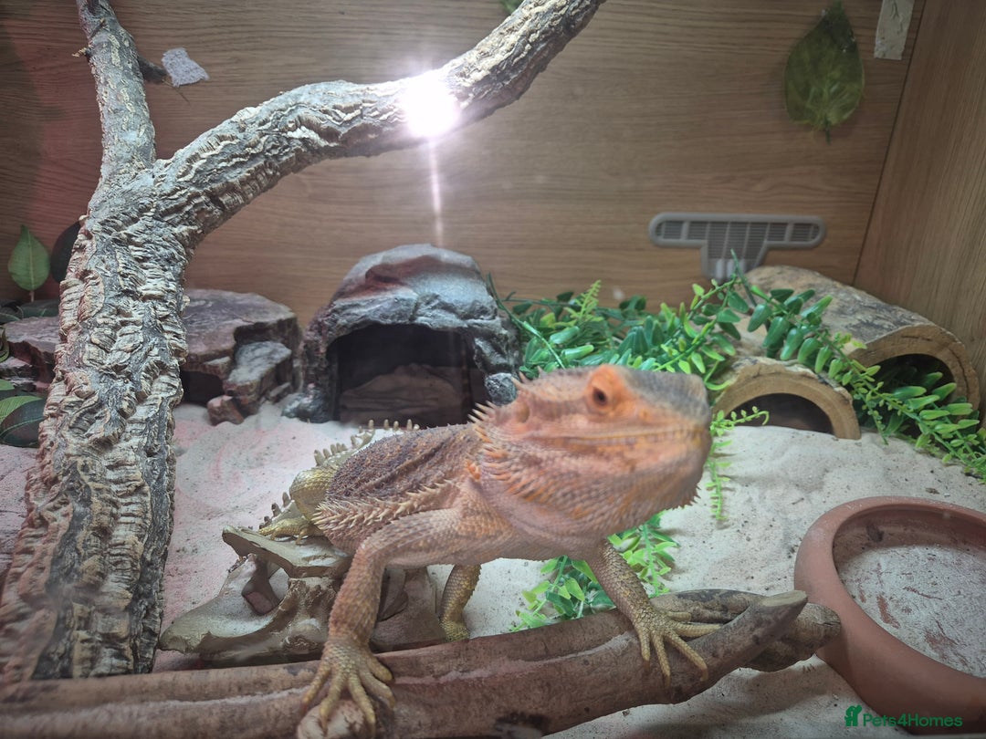 Bearded Dragon reptiles for sale: Bearded dragon with full vivarium set-up  - Advert 4