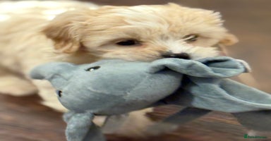 Cavapoo dogs - Advert 6