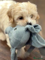 Cavapoo dogs - Advert 6