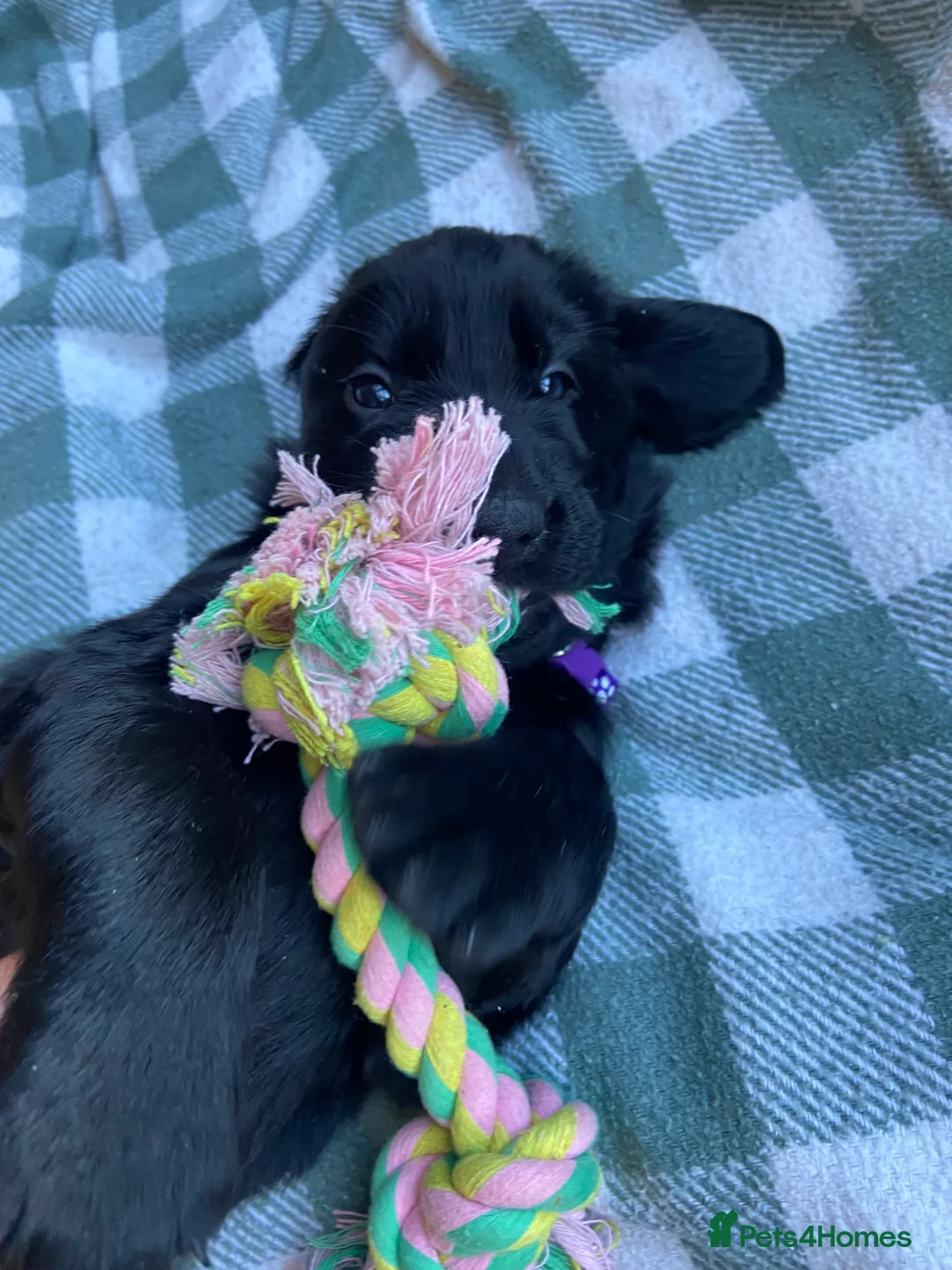 Flat coated Retriever dogs for sale: KC Reg Flat Coated Retriever pups  in Ledbury - Advert 2