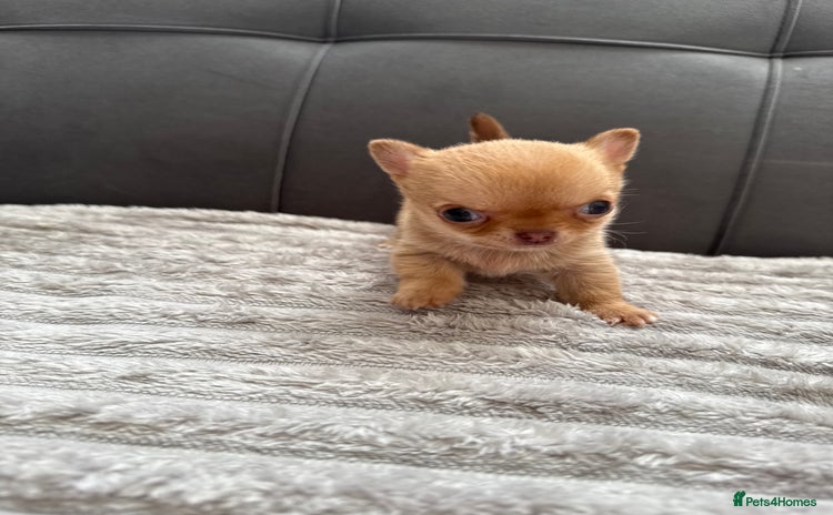 Chihuahua dogs - Advert 7