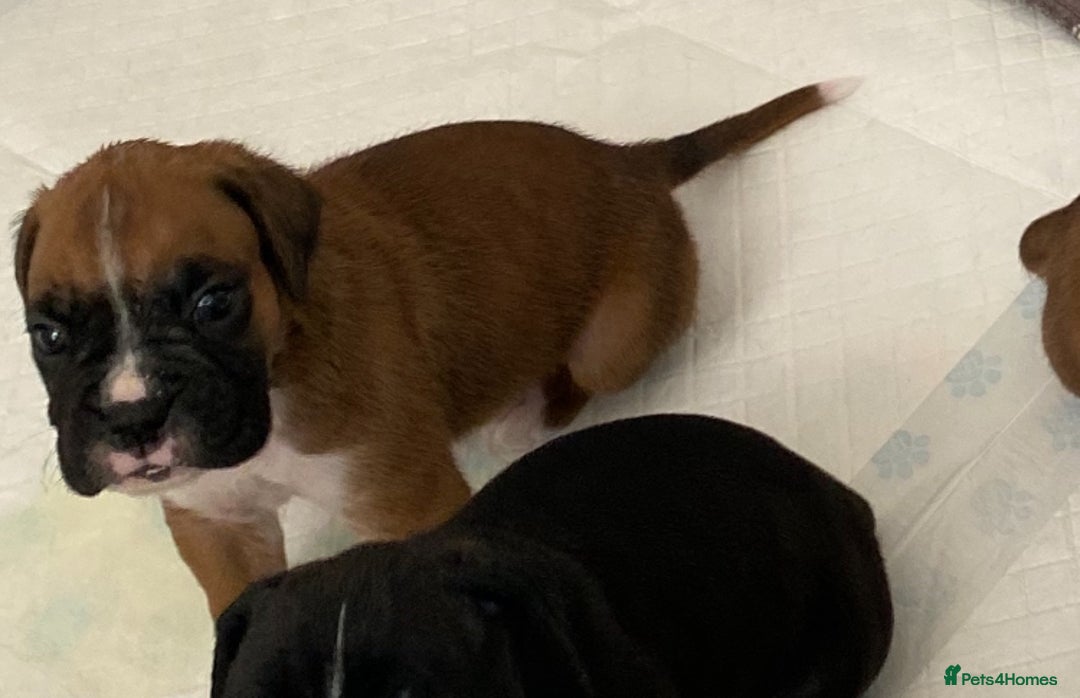 Boxer dogs for sale: Kc Boxer puppy’s bobtail and long licensed breeder - Image 7