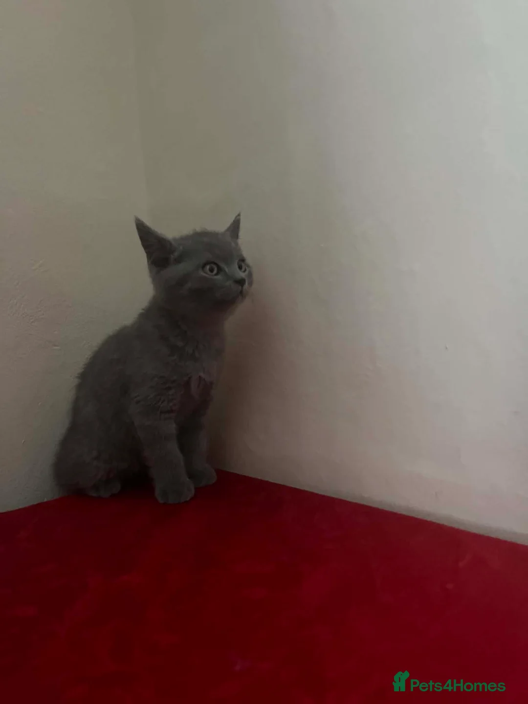 British Shorthair cats for sale: British sorthair - Advert 33