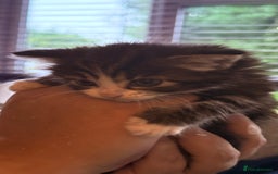 Ragdoll cats for sale: A absolutely gorgeous girl - Image 4