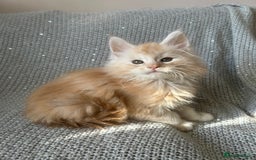 Maine Coon cats for sale: 5 tica registered mainecoon kittens  - Image 9