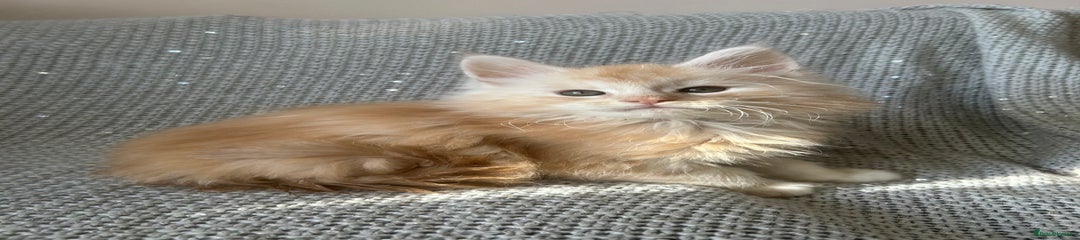 Maine Coon Kitten 1
