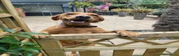 Labrador Retriever dogs for sale: KC Stunning Dark Fox Red Labrador Puppies - Advert 11