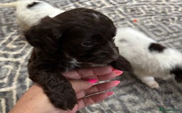 Cockapoo dogs for sale: Cocapoo - Image 19