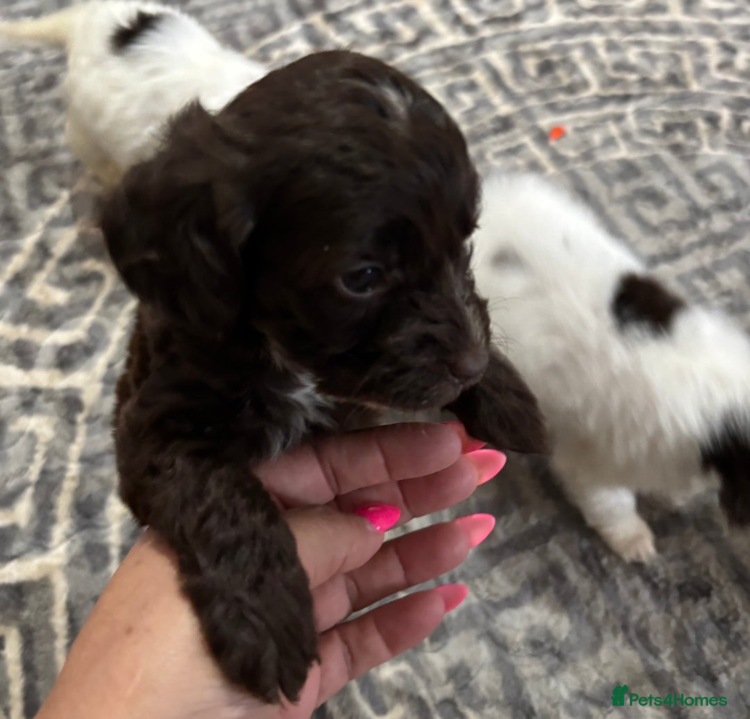 Cockapoo dogs for sale: Cocapoo - Image 19