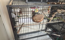 Cockatiels birds for sale: Cockatiel couple with cage and accessories  - Image 10