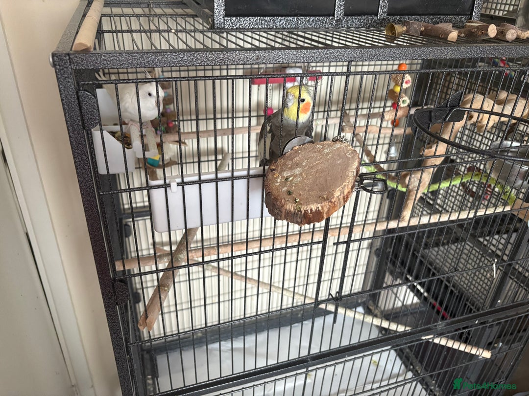 Cockatiels birds for sale: Cockatiel couple with cage and accessories  - Image 10