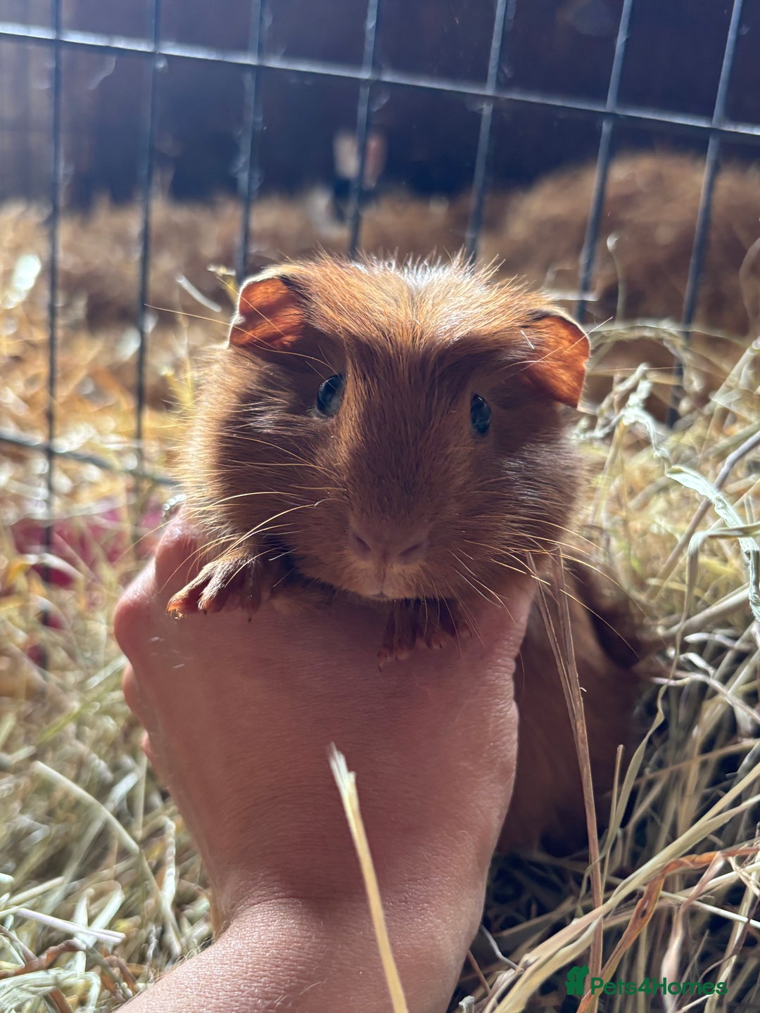 Guinea Pig rodents for sale: Lovely friendly Guineapigs  in Thetford - Image 7