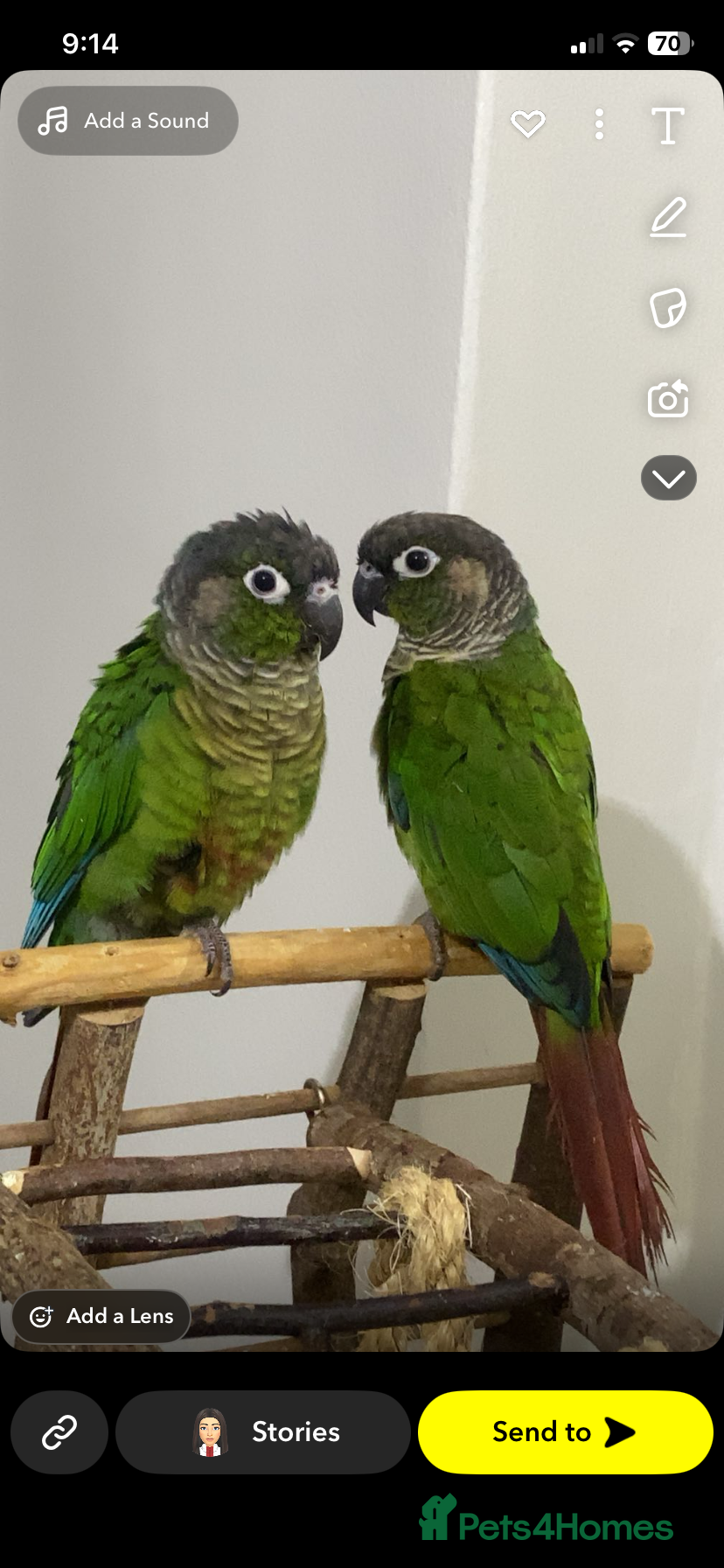 Conures birds Two semi-tame green cheek conures  - Advert 10