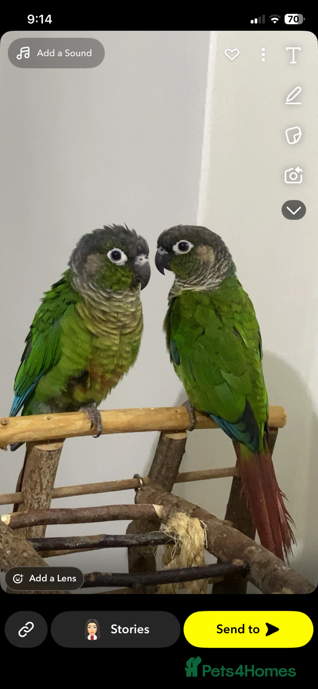 Conures birds for sale: Two semi-tame green cheek conures  - Advert 1