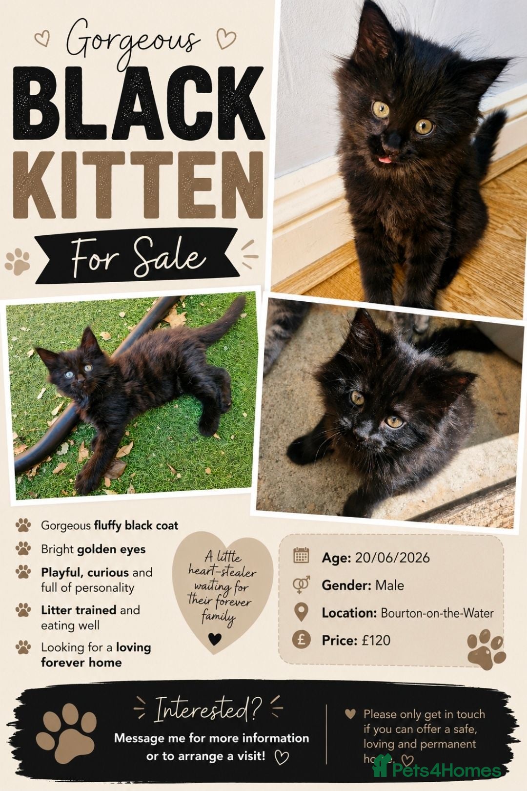 Domestic Shorthair cats Fluffy boy left 💙 Bourton-on-the-water - Advert 23