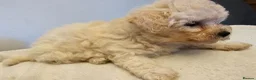 Cavapoochon dogs for sale: Beautiful Baby Cavapoochon puppies - Advert 10