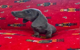Miniature Dachshund dogs for sale: Miniature Dachshund  - Image 3