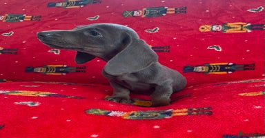 Miniature Dachshund dogs - Advert 4