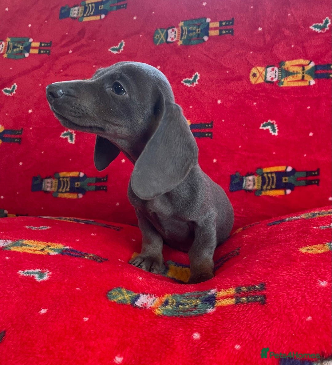Miniature Dachshund dogs for sale: Miniature Dachshund  - Image 3