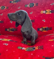Miniature Dachshund dogs - Advert 3