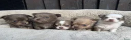Chihuahua dogs for sale: 🐾🩶 OUTSTANDING litter of EXCEPTIONAL Chihuahuas - Advert 7