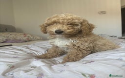 Toy Poodle dogs for sale: Last Toy Poodle Girl Waiting for her Forever Home - Image 7