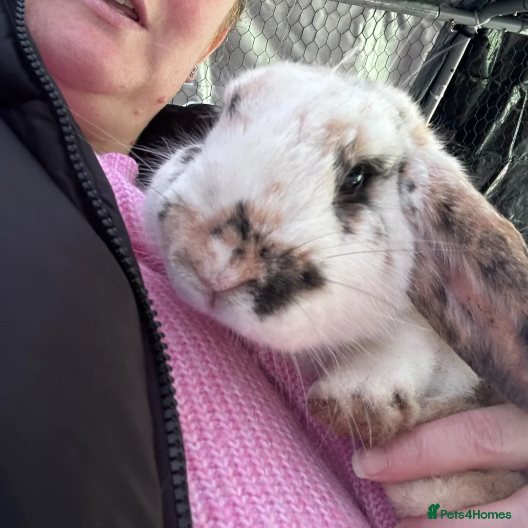 English Lop rabbits for sale: English lop looking for a loving home  - Advert 2