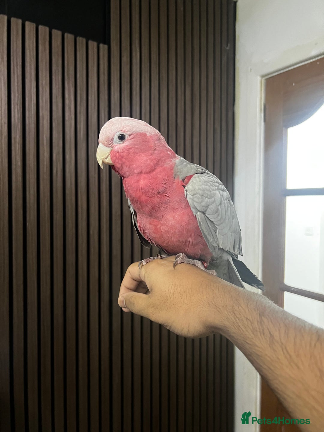 Cockatoo birds for sale: Baby galah cockatoo and cage - Advert 1